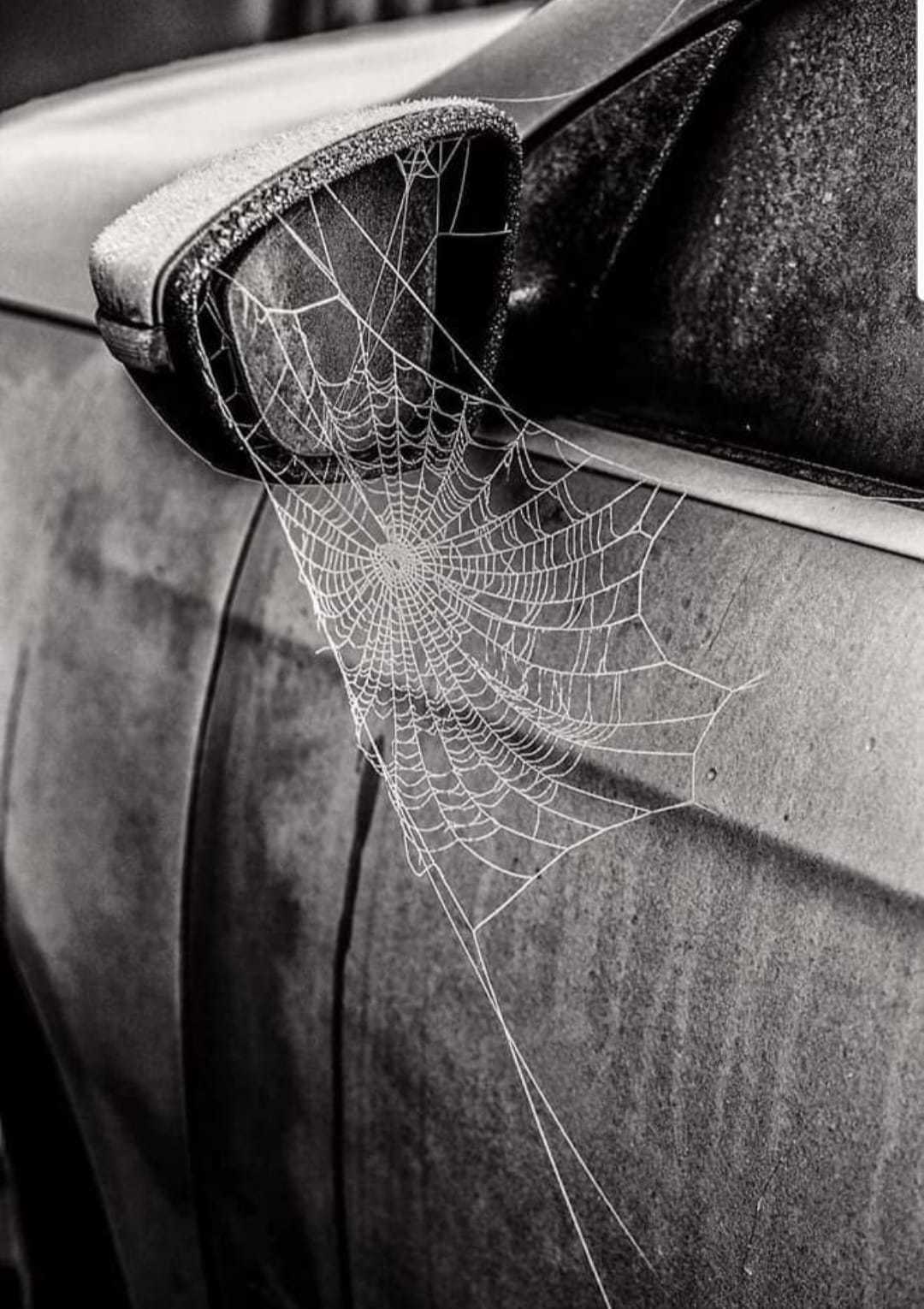 A spiders home by Donna Maria Long