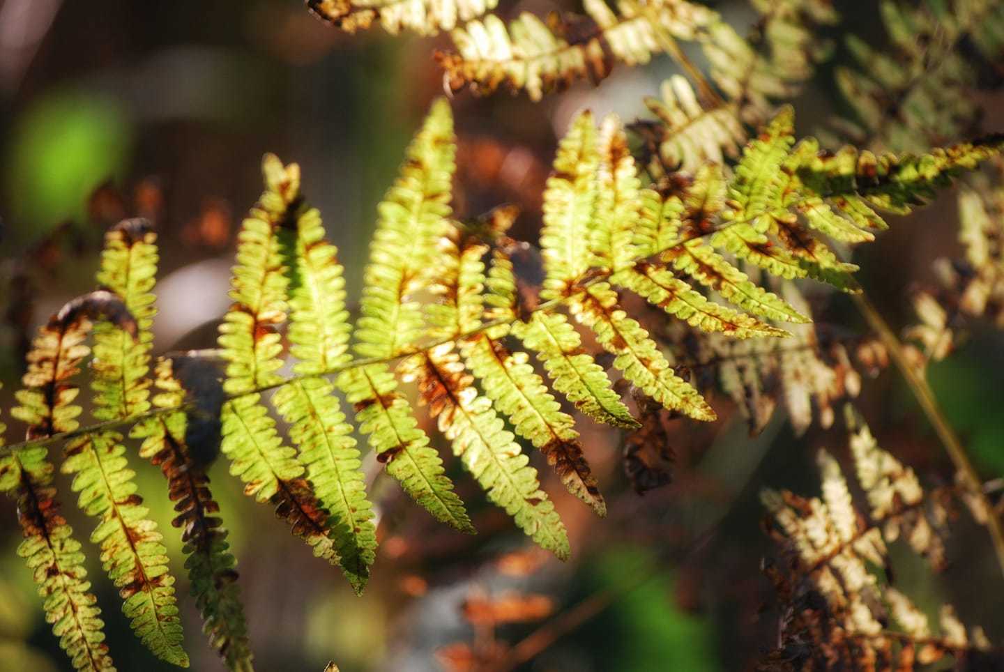 Patterns in a fern by Richard Smith