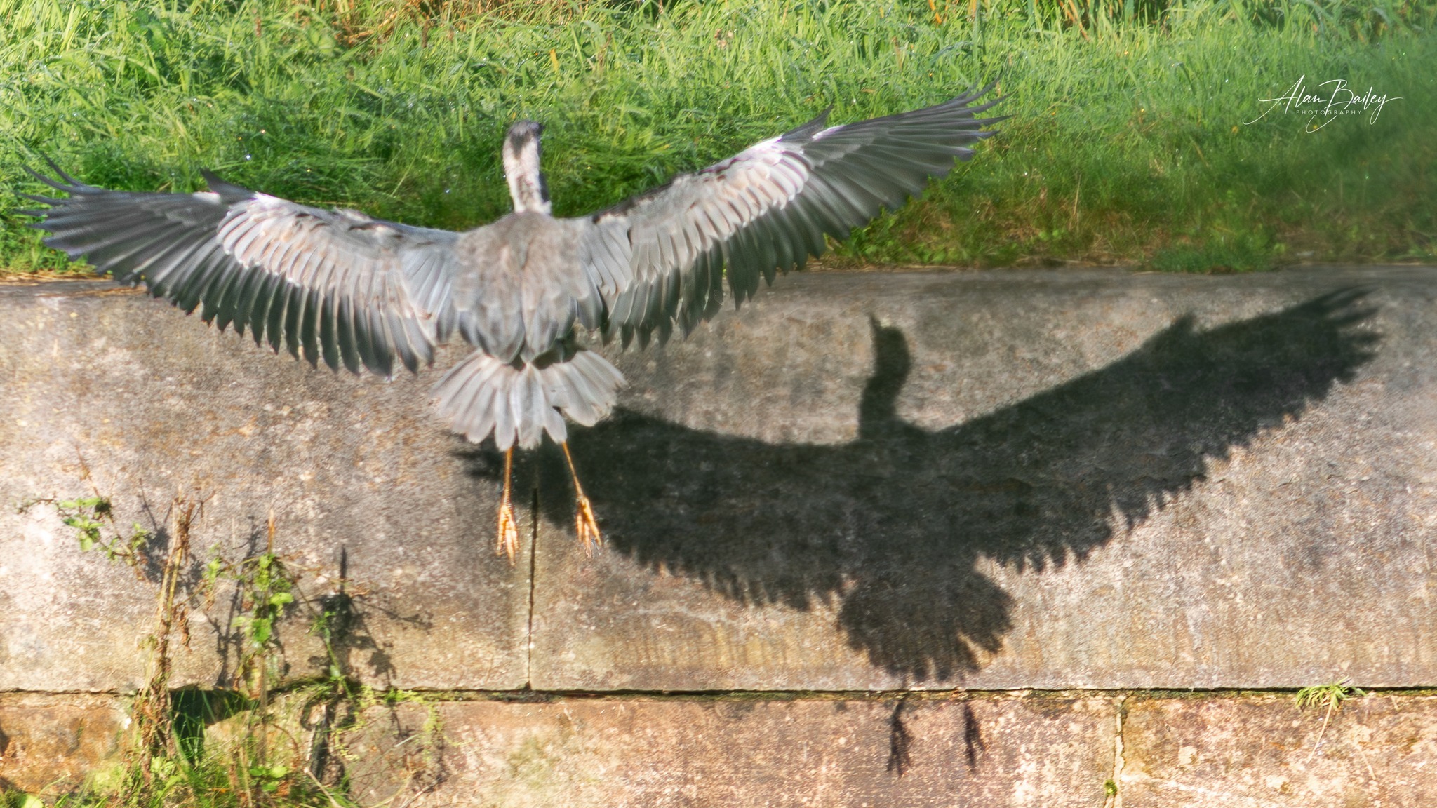 Heron on the Weaver by Alan Bailey